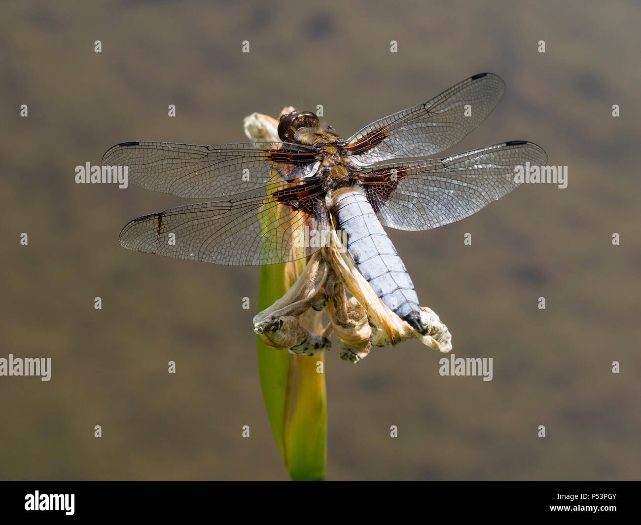 Un maschio adulto Libellula depressa, la vasta corposi chaser dragonfly, appollaiate sul lato di una piscina Foto Stock
