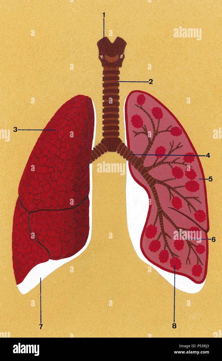 Il sistema respiratorio. Disegno schematico della trachea e dei polmoni. 1. Laringe 2. Trachea 3. Polmone destro chiuso 4. Bronco 5. Polmone sinistro aperto 6. Bronchioli 7. Pleura 8. Gli alveoli. Disegno. Colore. Foto Stock