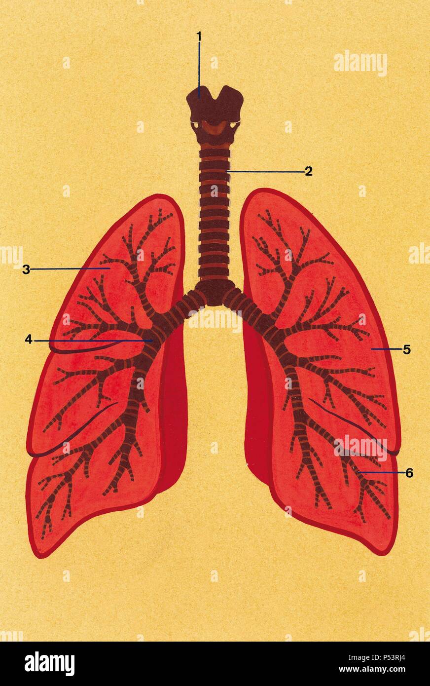 Il sistema respiratorio. Disegno schematico della trachea e dei polmoni. 1. Laringe 2. Trachea 3. Polmone destro 4. Bronco 5. Polmone sinistro 6. Diramazioni bronchiali. Disegno. Colore. Foto Stock
