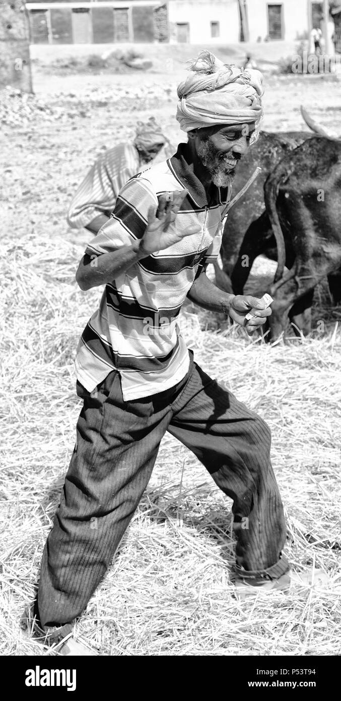 Etiopia,DANAKIL-CIRCA GENNAIO 2018--l'agricoltore non identificato e la vacca battere il grano per pulirlo Foto Stock