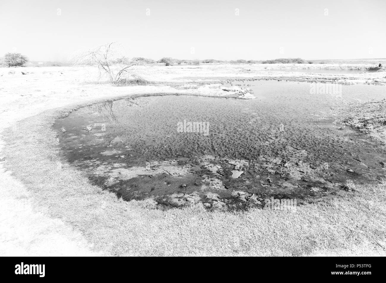 In danakil Etiopia africa la depressione vulcanica di Dallol e pole ale Foto Stock