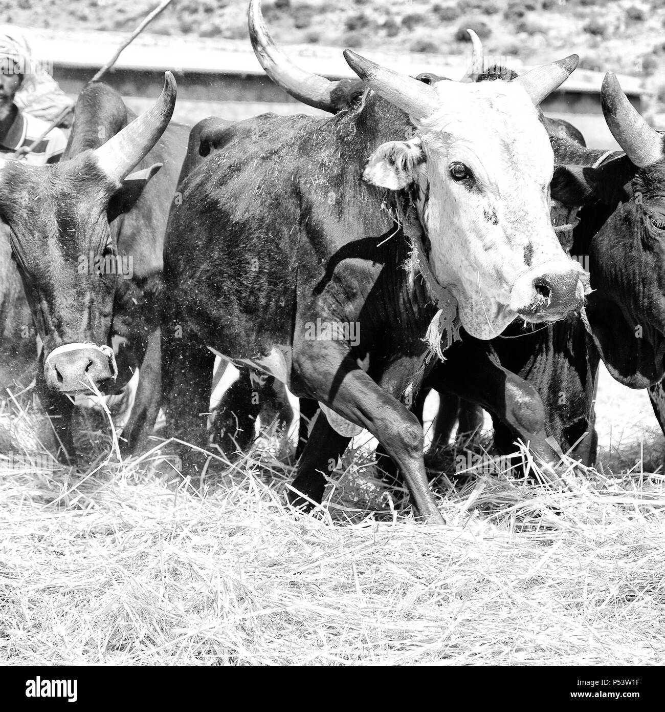 Etiopia,DANAKIL-CIRCA GENNAIO 2018--l'agricoltore non identificato e la vacca battere il grano per pulirlo Foto Stock
