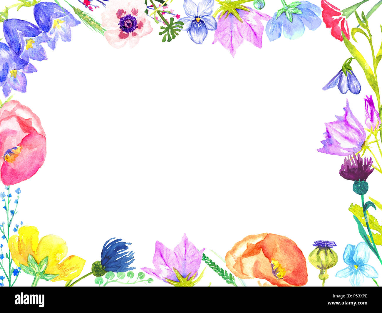 Telaio orizzontale di coloratissimi fiori selvatici: campanule, viole, dimenticare-me, Fiordaliso, papaveri (foreste e pascoli), dipinta a mano acquerello, design Foto Stock