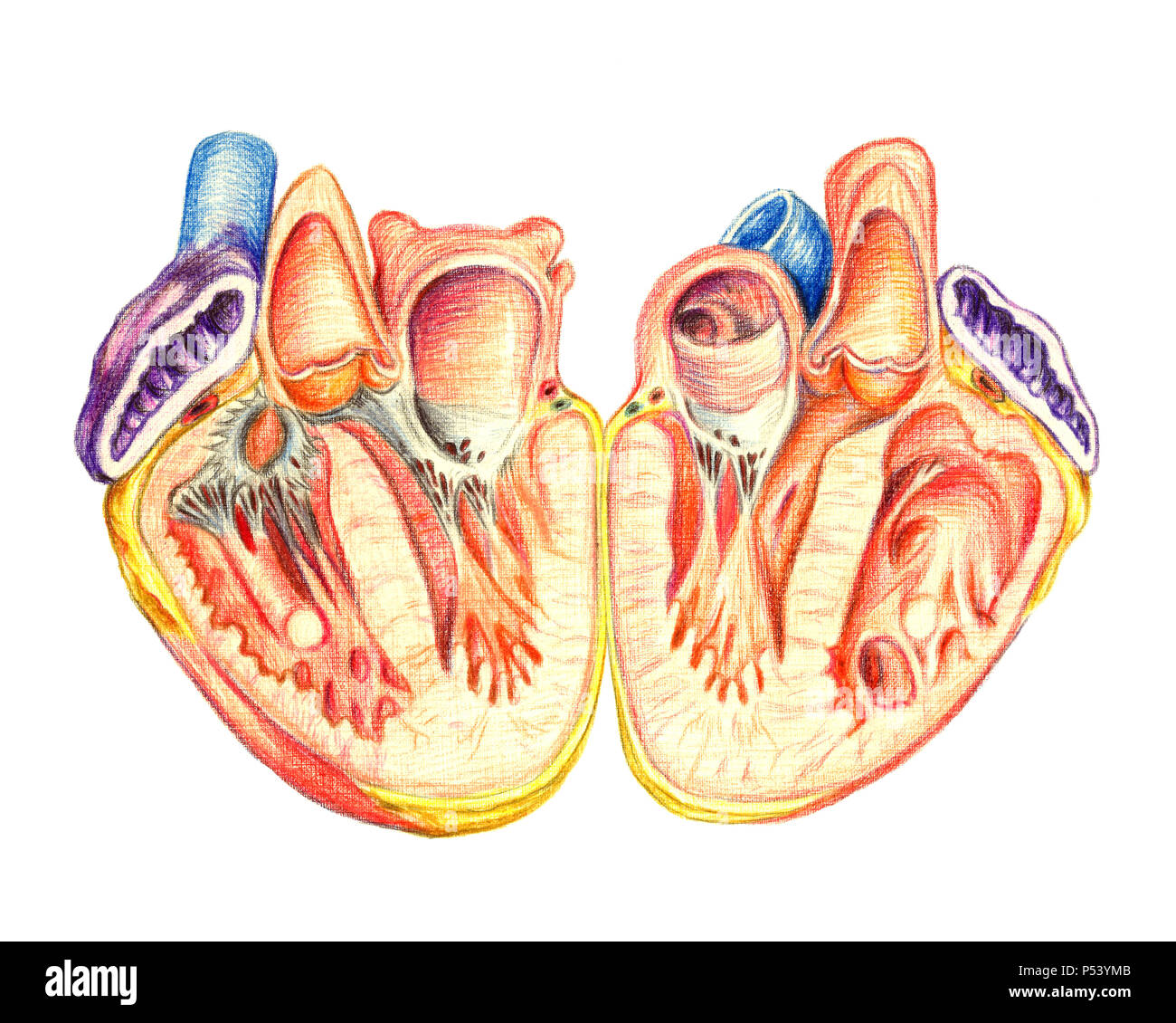 Il Cuore Umano Taglio Longitudinale Disegnato A Mano Illustrazione Medica Matite Di Colore Disegno Con Imitazione Litografia Foto Stock Alamy