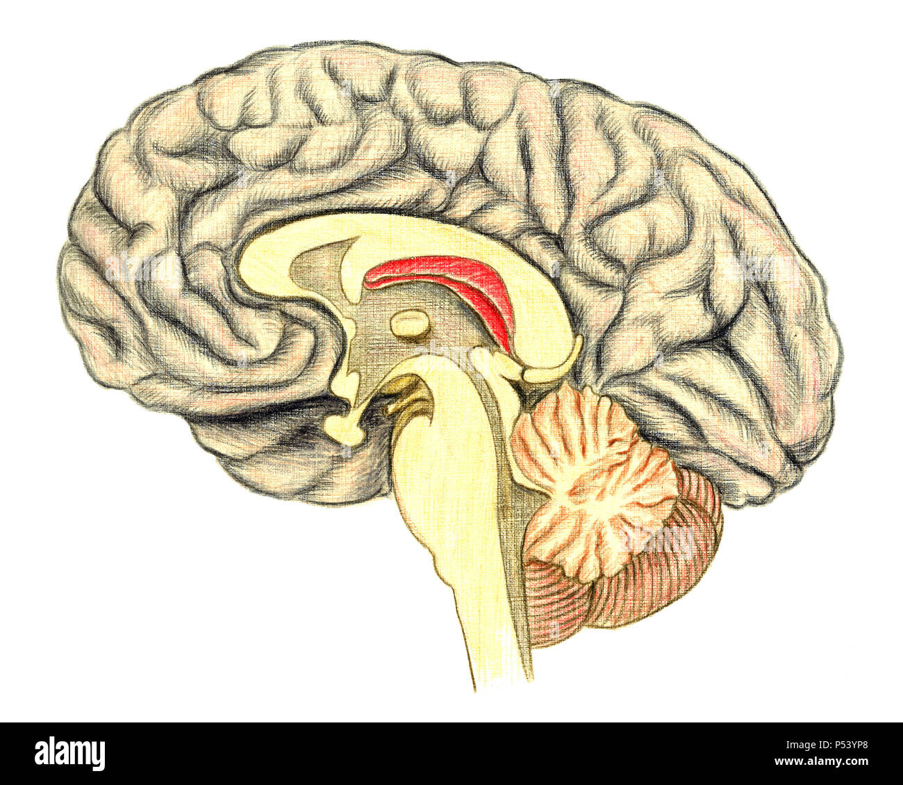 Cervello umano osservata attraverso un'incisione della linea mediana mostrante la materia bianca del corpo calloso, disegnato a mano Illustrazione medica, matite di colore disegno Foto Stock