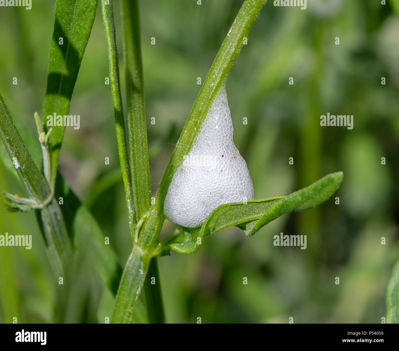 Il cuculo sputare su un impianto di stelo, causata da froghopper ninfe (Philaenus spumarius) Foto Stock