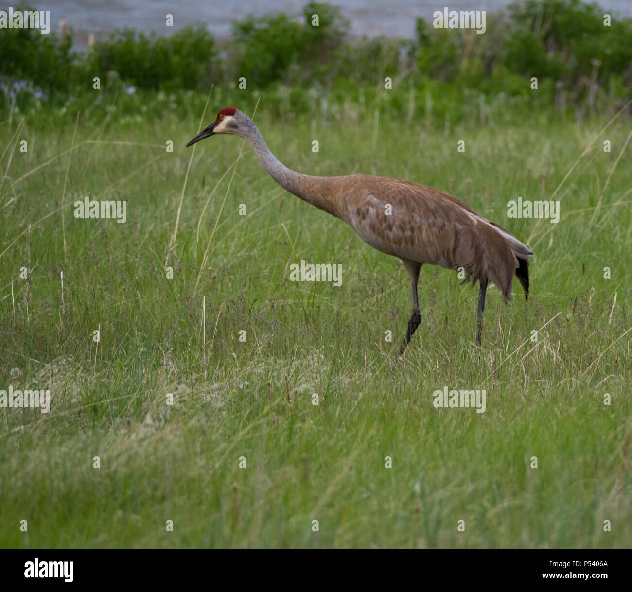 Un adulto sandhill gru a piedi attraverso erba alta con un fiume in background. L'elegante gru ha tan e piume grigie, una piuma trambusto e un Foto Stock