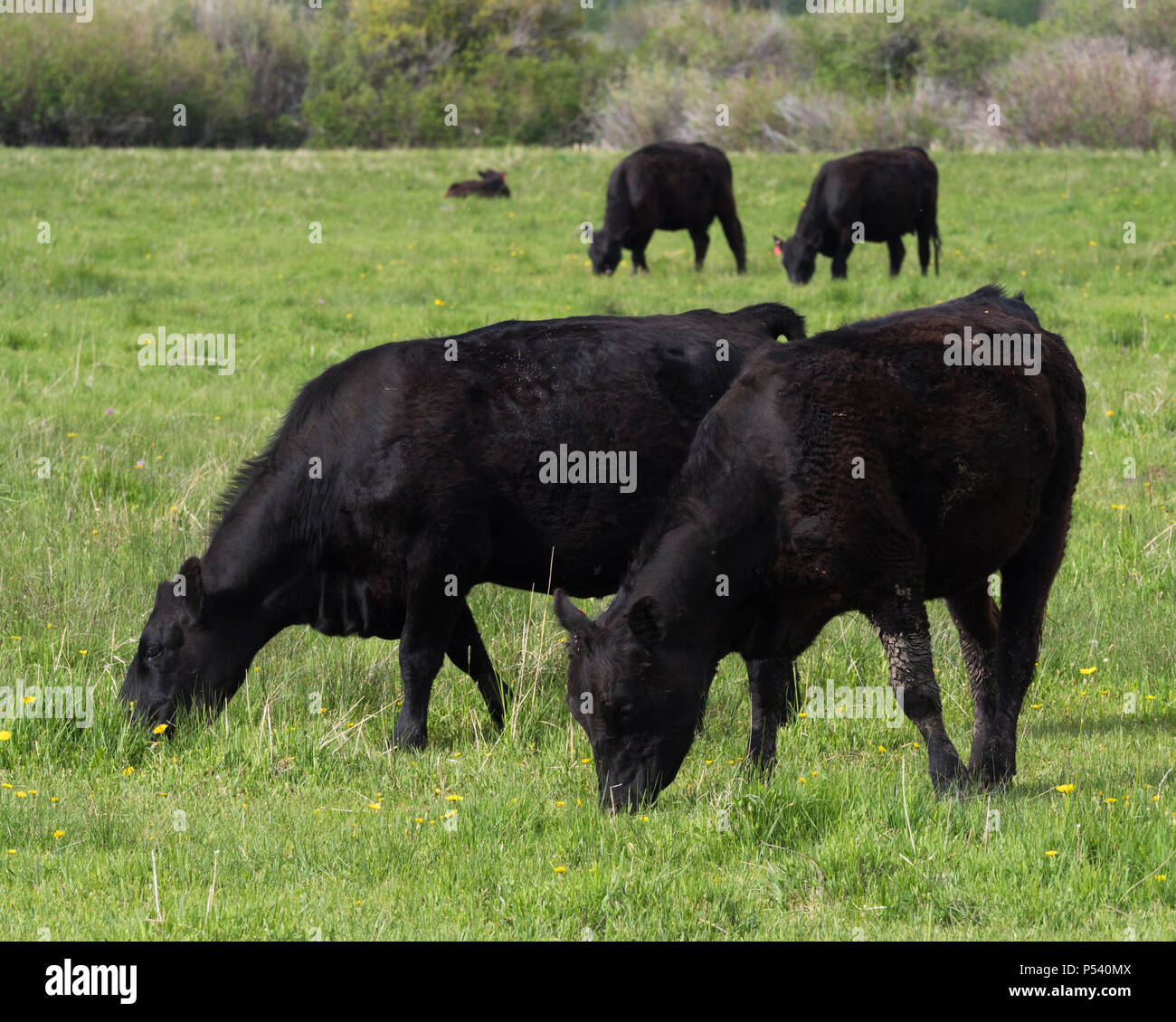 Quattro adulti Black Angus o Aberdeen Angus mucche al pascolo in un lussureggiante verde pascolo con un appoggio di vitello in background. Fotografato con profondità o Foto Stock