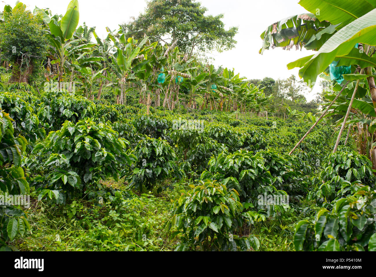 Bellissima piantagione di caffè in Jerico, Colombia nello stato di Antioquia. Foto Stock