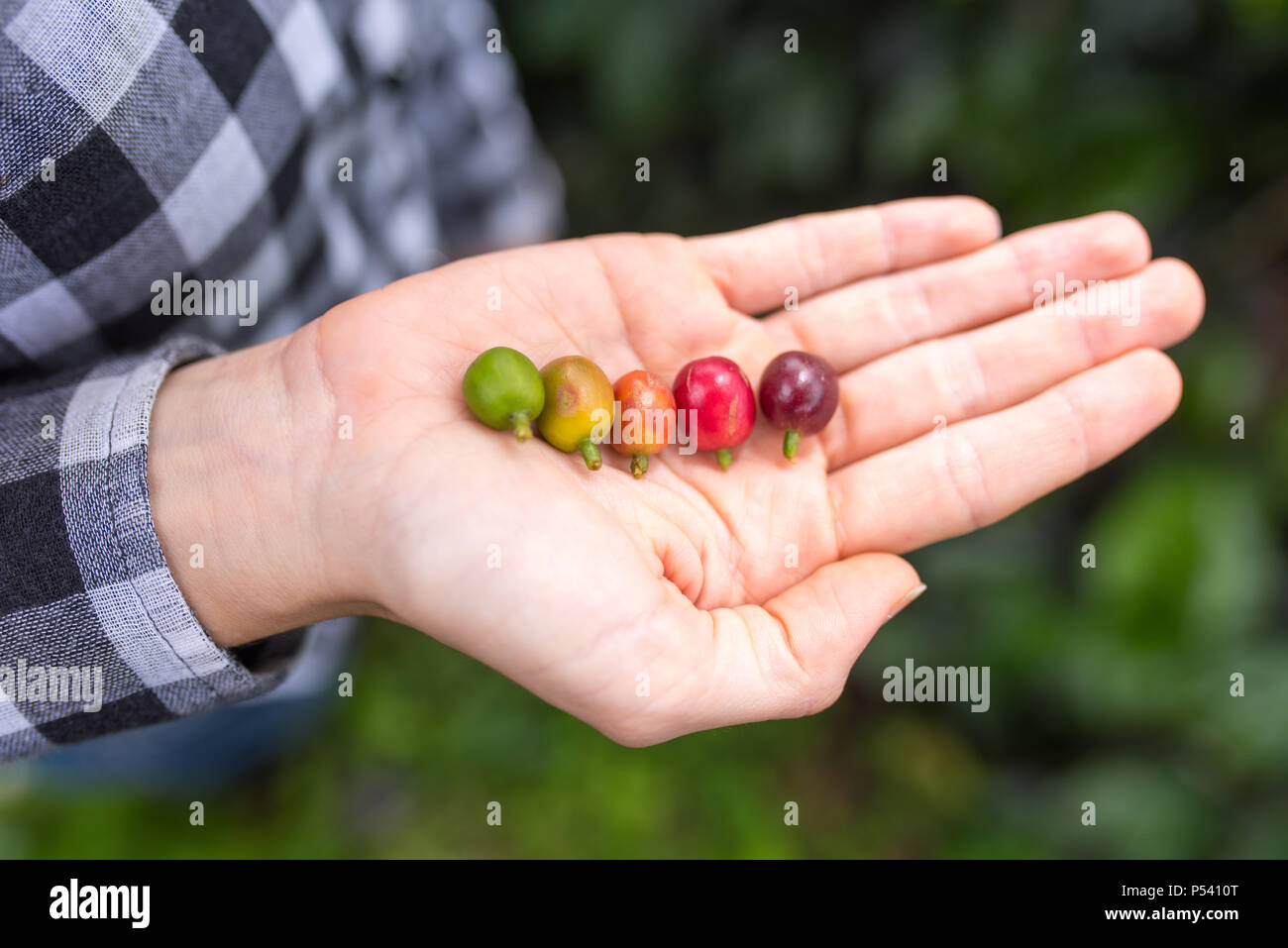 Diverse fasi di bacche di caffè in mani (rosso, verde, arancione, giallo, viola) Foto Stock