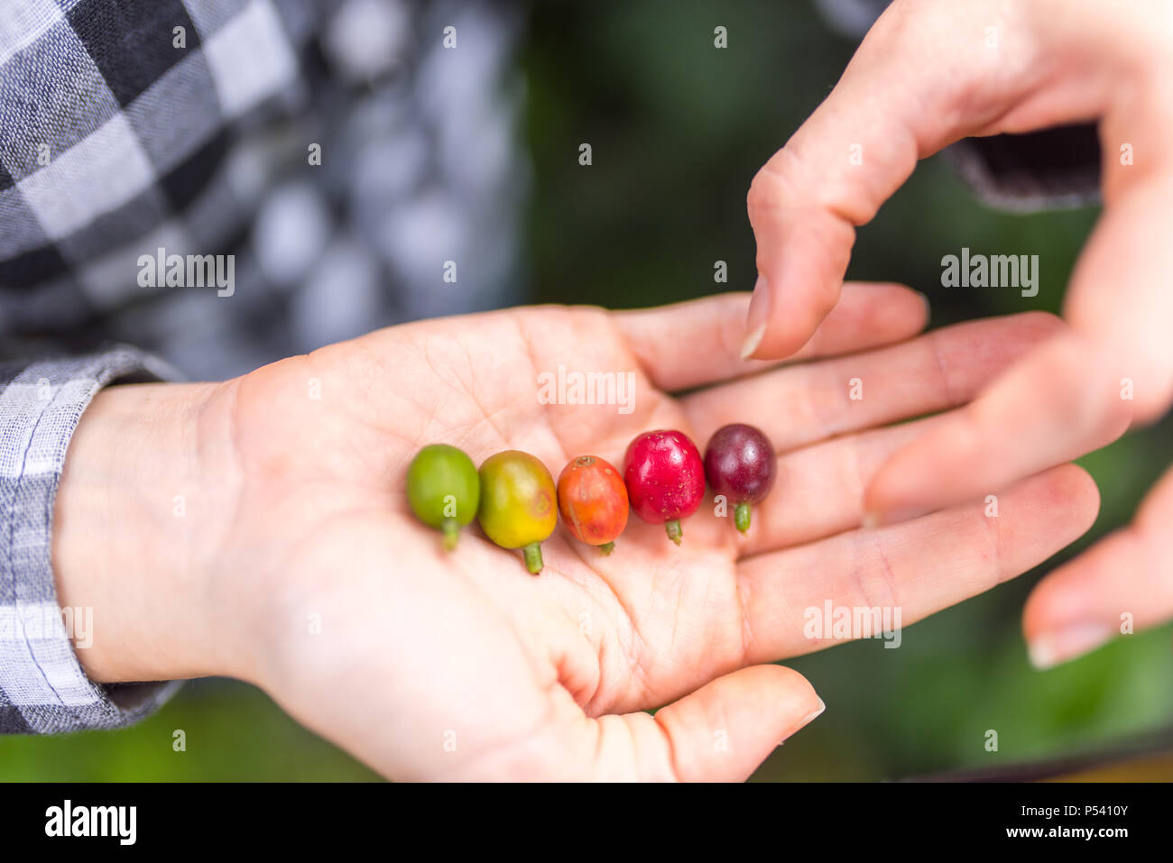 Diverse fasi di bacche di caffè in mani (rosso, verde, arancione, giallo, viola) Foto Stock