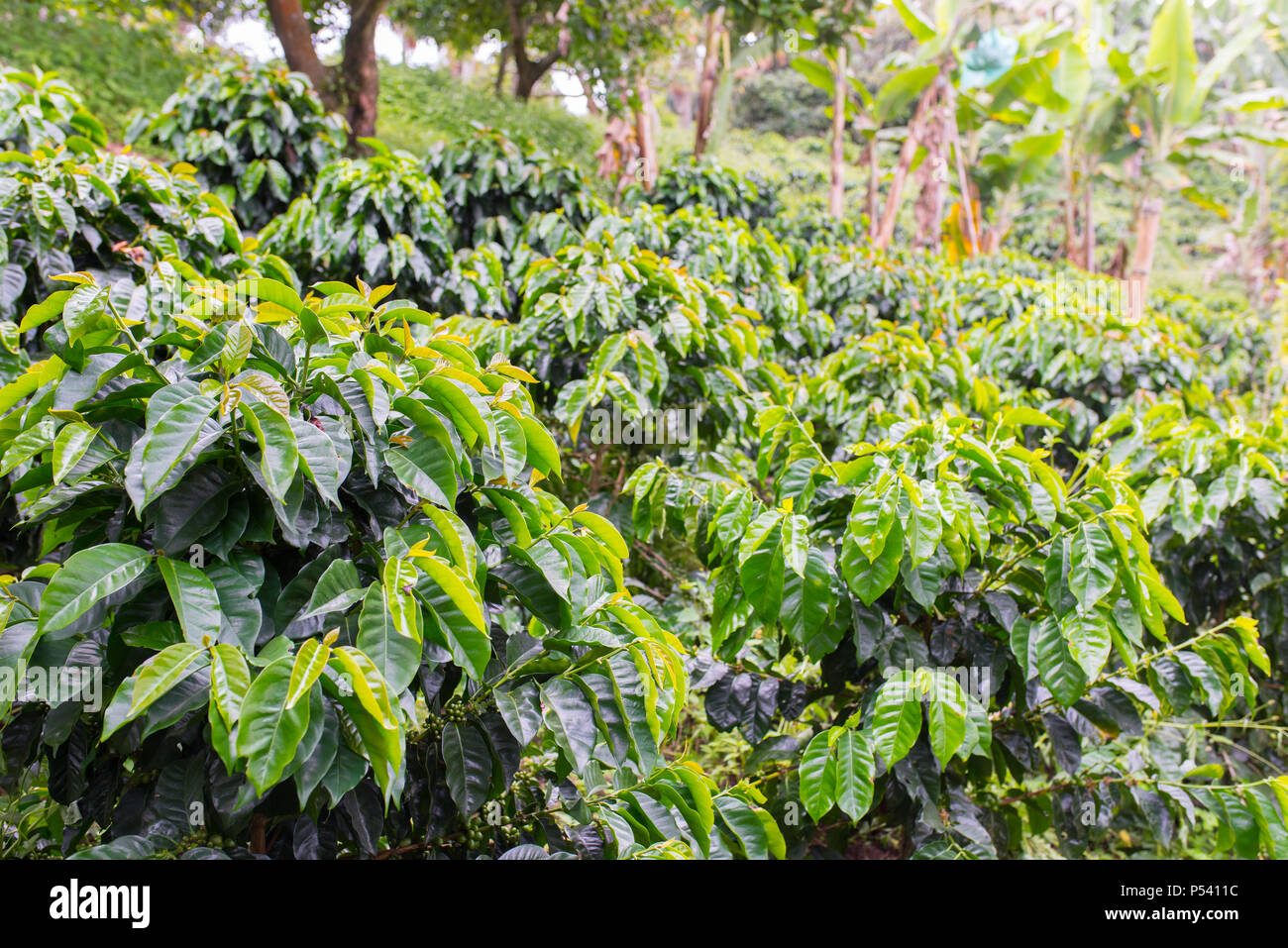 Bellissima piantagione di caffè in Jerico, Colombia nello stato di Antioquia. Foto Stock