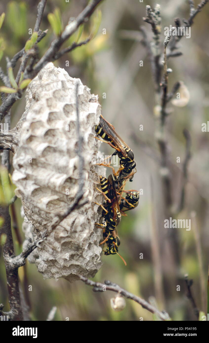 Chiudere l immagine della carta vespe interagendo sul loro nido all'aperto durante il giorno. Foto Stock