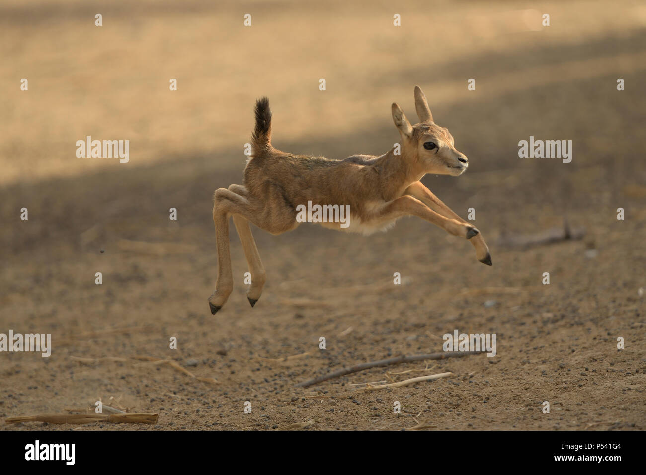 Baby impala salti di gioia Foto Stock