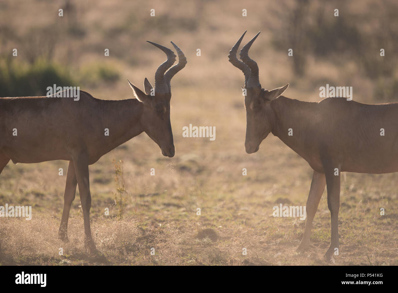 Hartebeest in lotta per il territorio Foto Stock