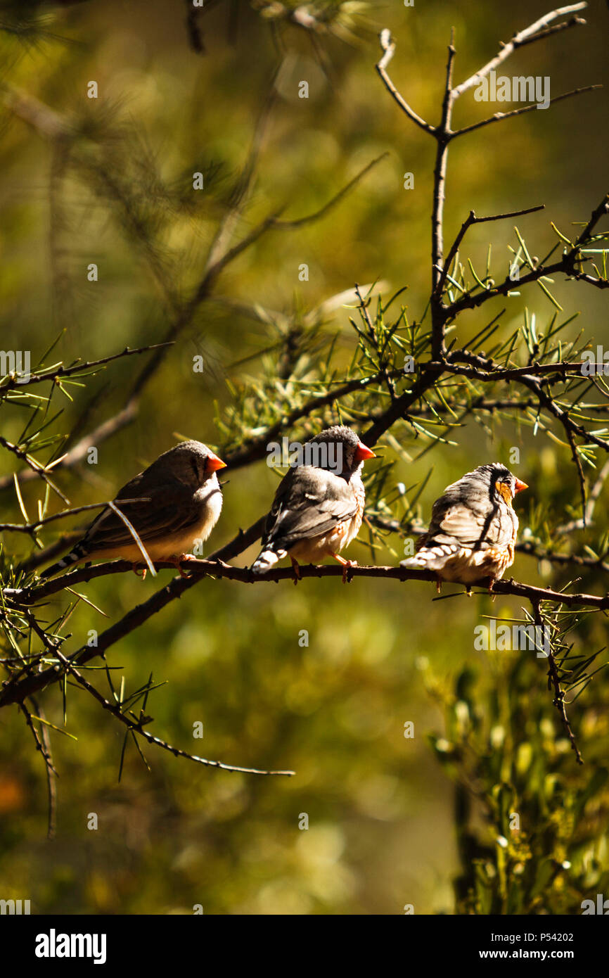 Tre zebra finches in piedi su un ramo di albero Foto Stock