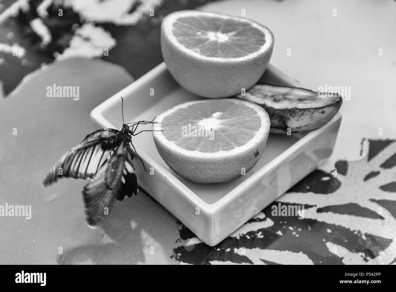 Papilio Lowi, aka grande giallo mormone o a coda di rondine Asiatica è una farfalla tropicale. Qui mostrato mentre mangia da un arancione Foto Stock