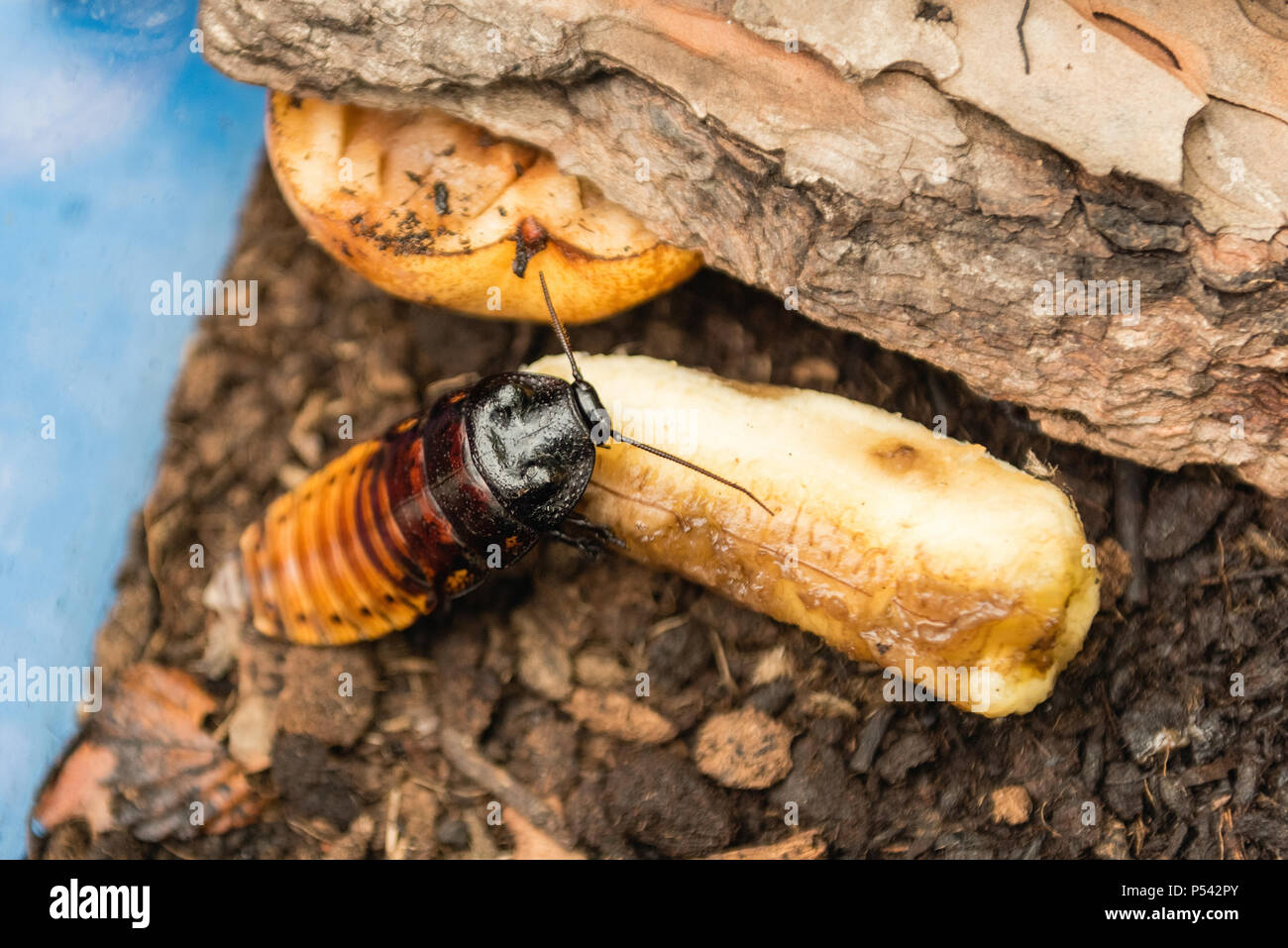 Madagascar scarafaggio sibilante aka Gromphadorina Portentosa mentre mangia una banana. Si tratta di uno dei più grandi specie di scarafaggi Foto Stock