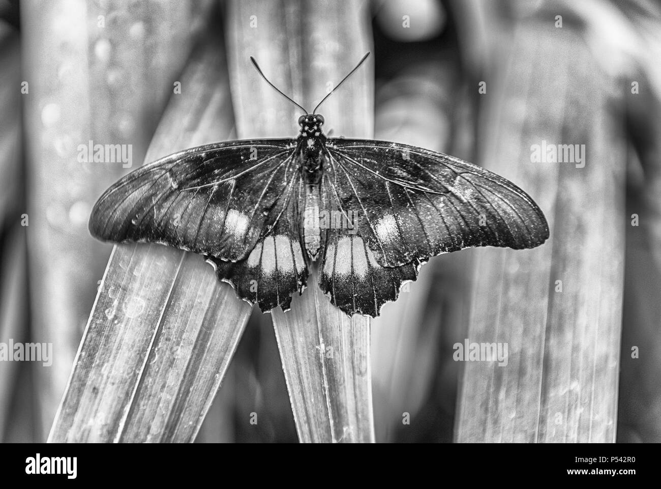Papilio anchisiades, aka ruby-spotted a coda di rondine o pezzata di rosso a coda di rondine è una farfalla tropicale. Qui mostrato mentre in piedi su una foglia Foto Stock