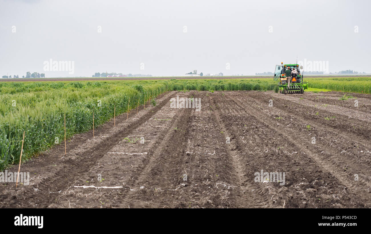 Il trattore semina il grano in un grafico vuoto circondato da grano maturo. Foto Stock
