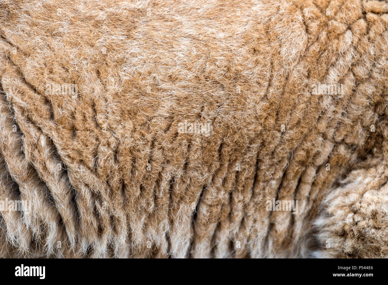 Close up real LION CUB la texture della pelle Foto Stock