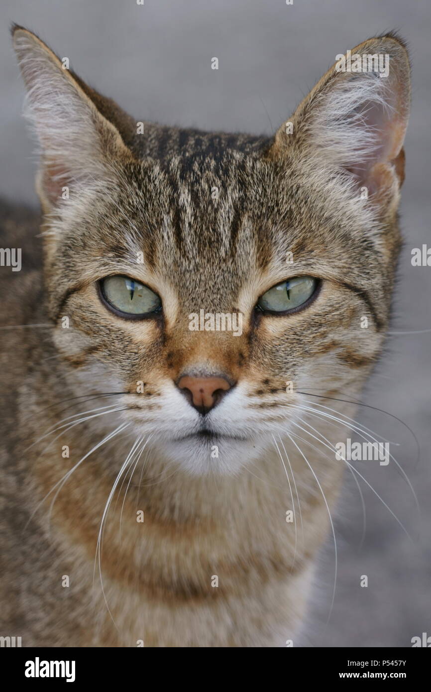 Grigio tabby gatto femmina, il gatto di casa, Germania Foto Stock