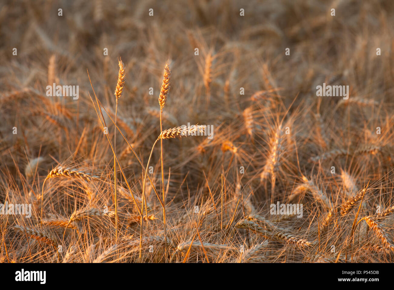 Vicino sul mature spighe di grano su raccogliendo tempo durante una metà giugno tramonto Foto Stock
