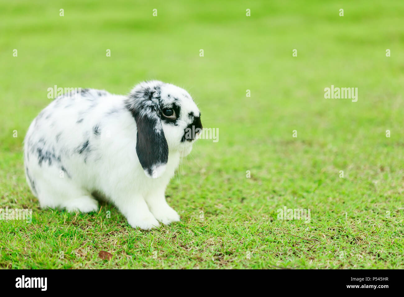 Holland Lop rabbit sul verde del campo di erba Foto Stock
