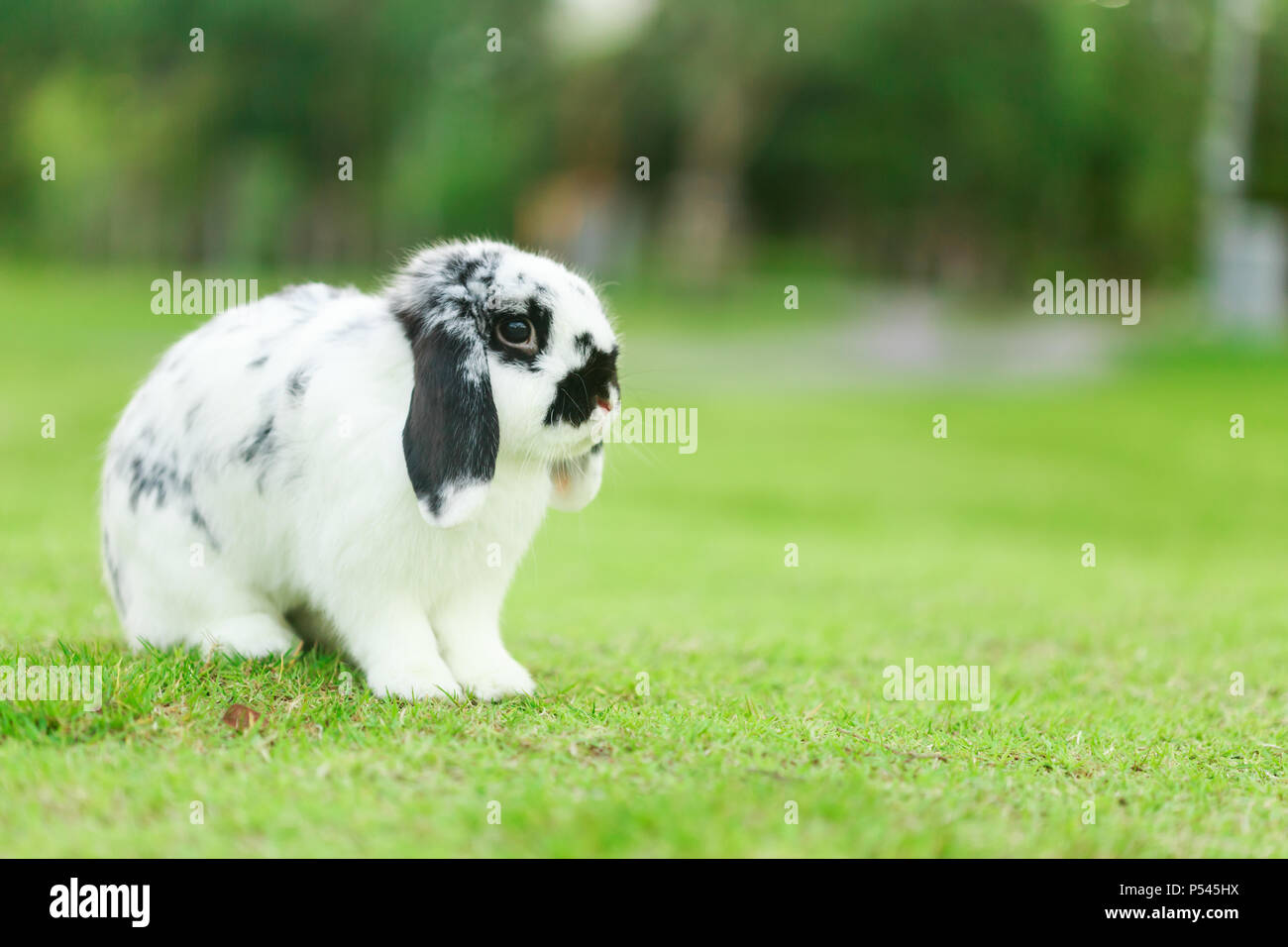 Holland Lop rabbit sul verde del campo di erba Foto Stock