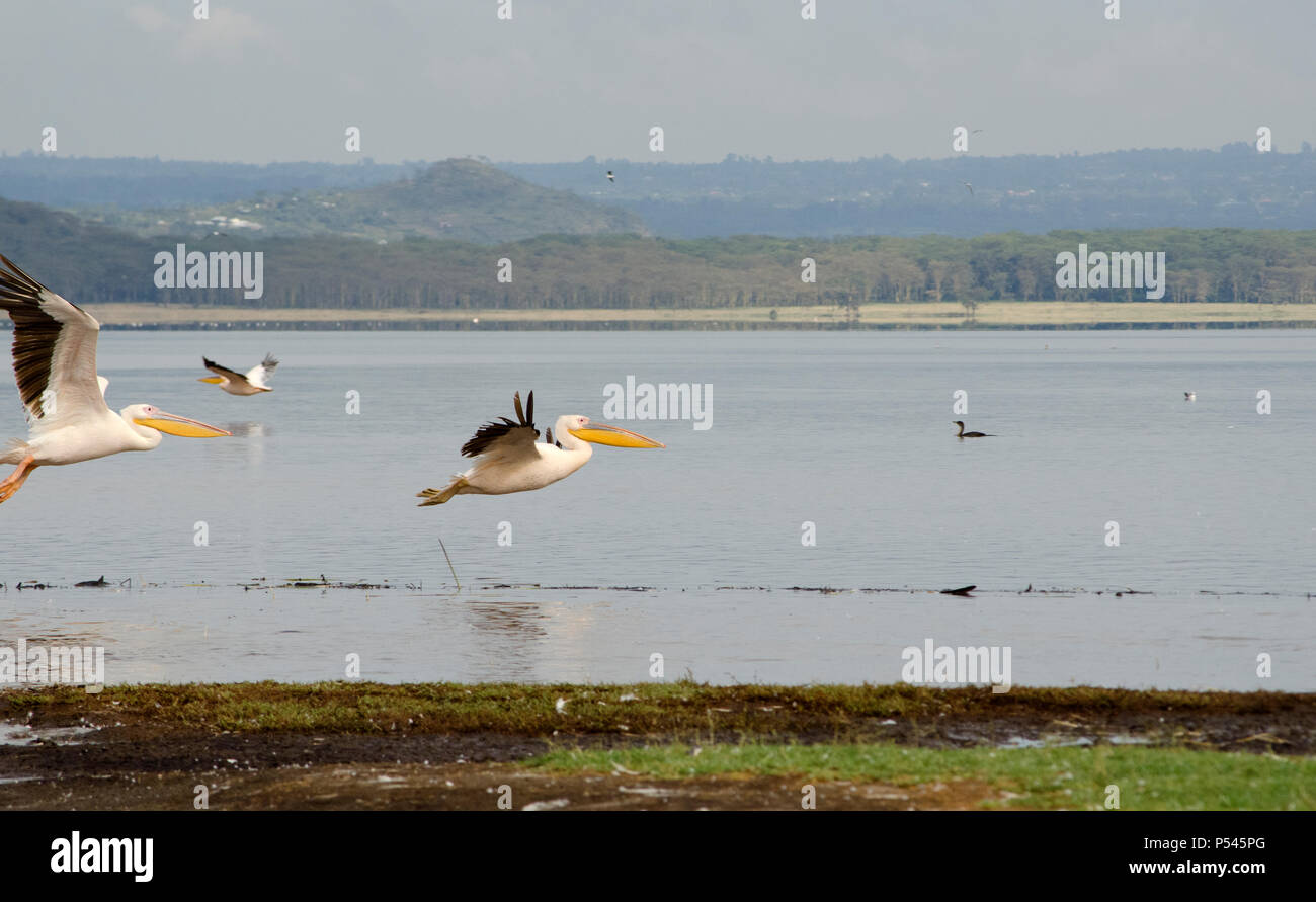 Grande pellicani bianchi sorvolando un lago nel lago Nakuru National Park, Nakuru, Kenya, Africa Foto Stock