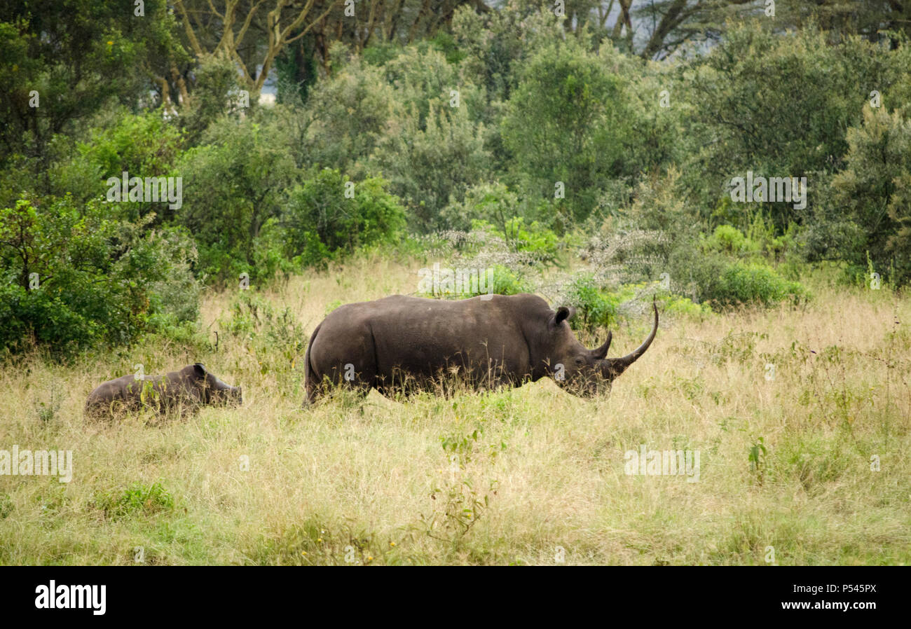 La madre e il bambino di vitello rinoceronte nelle praterie di Lake Nakuru National Park, Kenya Foto Stock