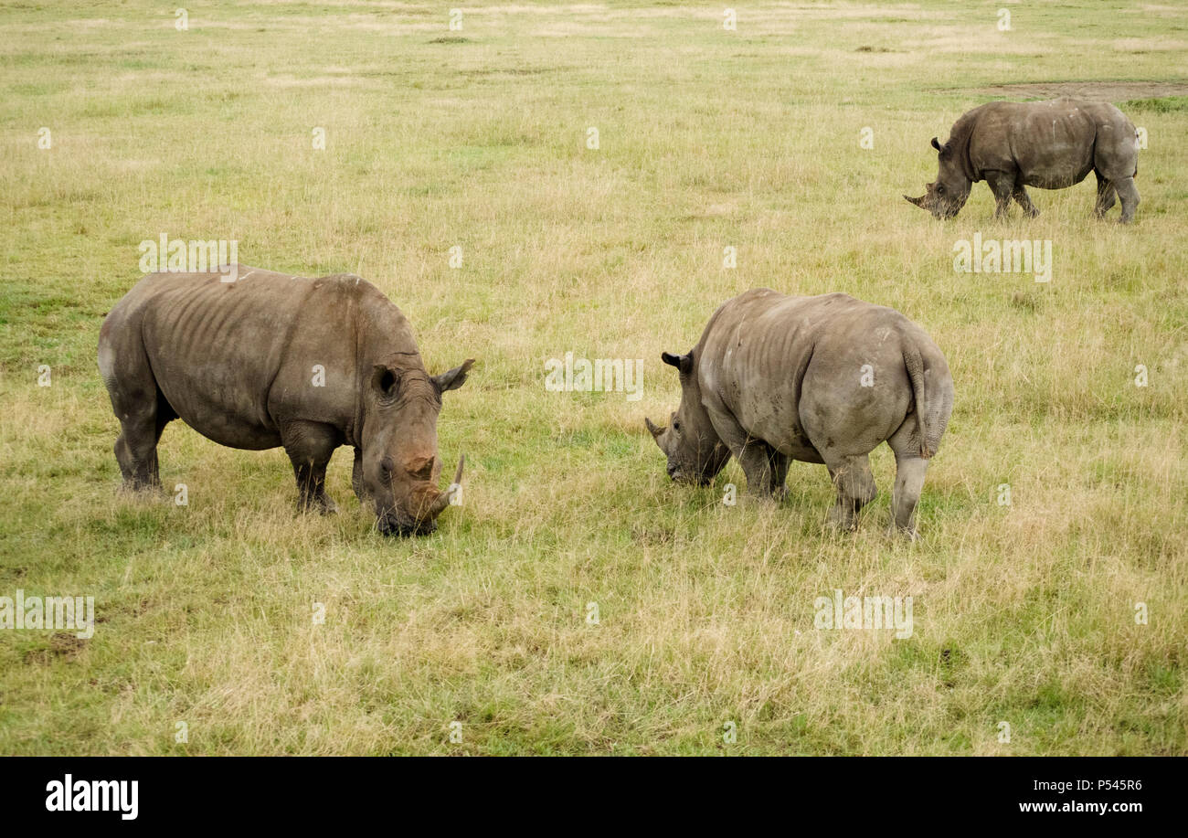 Il blocco o la mandria di rinoceronte bianco pascolare tra praterie di Lake Nakuru National Park, Nakuru, Kenya, Africa Foto Stock