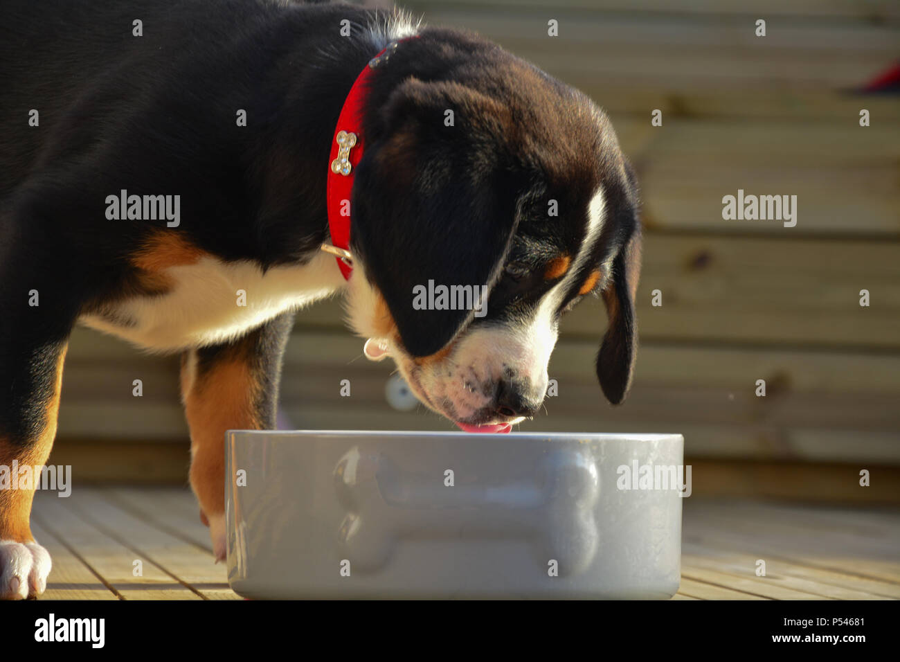 In prossimità di una montagna in Svizzera cucciolo di cane con grandi orecchie floppy cercando in un bianco grande ciotola del cane Foto Stock