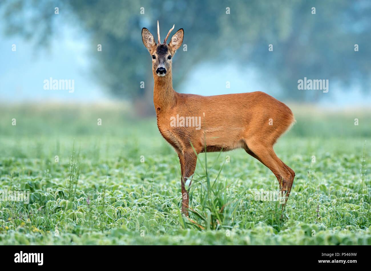 Wild il capriolo in piedi in un campo di soia Foto Stock
