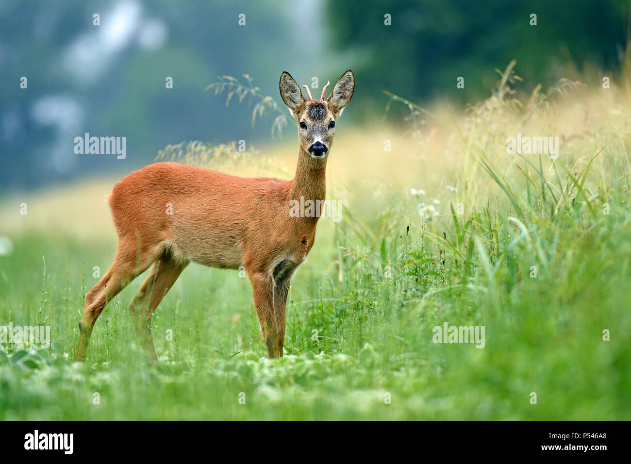 Giovani il capriolo in piedi in un campo e guardando la telecamera Foto Stock