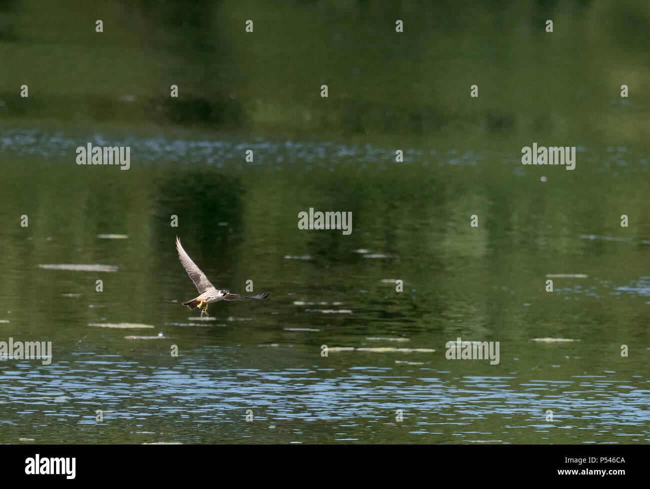 Un Hobby (Falco Subbuteo®) catture una libellula bassa su un lago Warwickshire Foto Stock