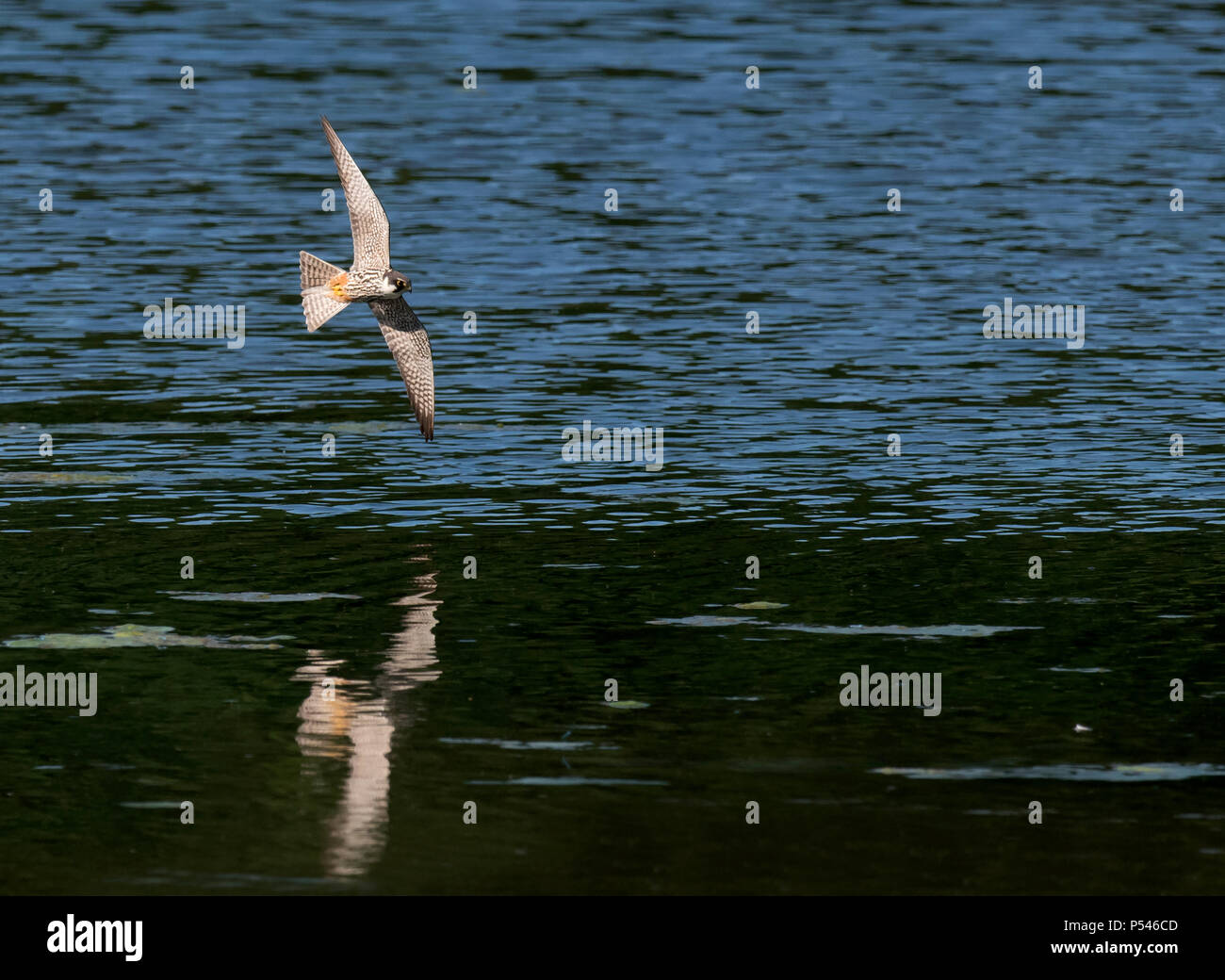 Un Hobby (Falco Subbuteo®) a caccia di libellule bassa sopra l'acqua, Warwickshire Foto Stock