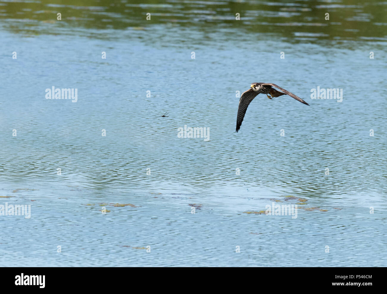 Un Hobby (Falco Subbuteo®) insegue giù una libellula su un lago Warwickshire Foto Stock