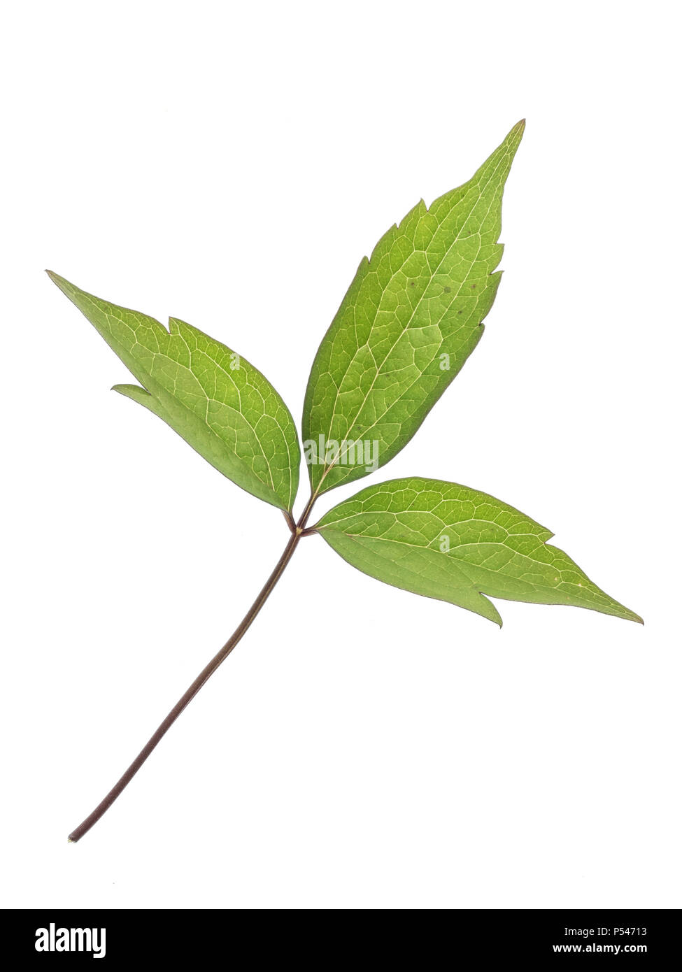 Una chiusura di una singola foglia di Clematis montana contro un bianco di fondo tagliato Foto Stock