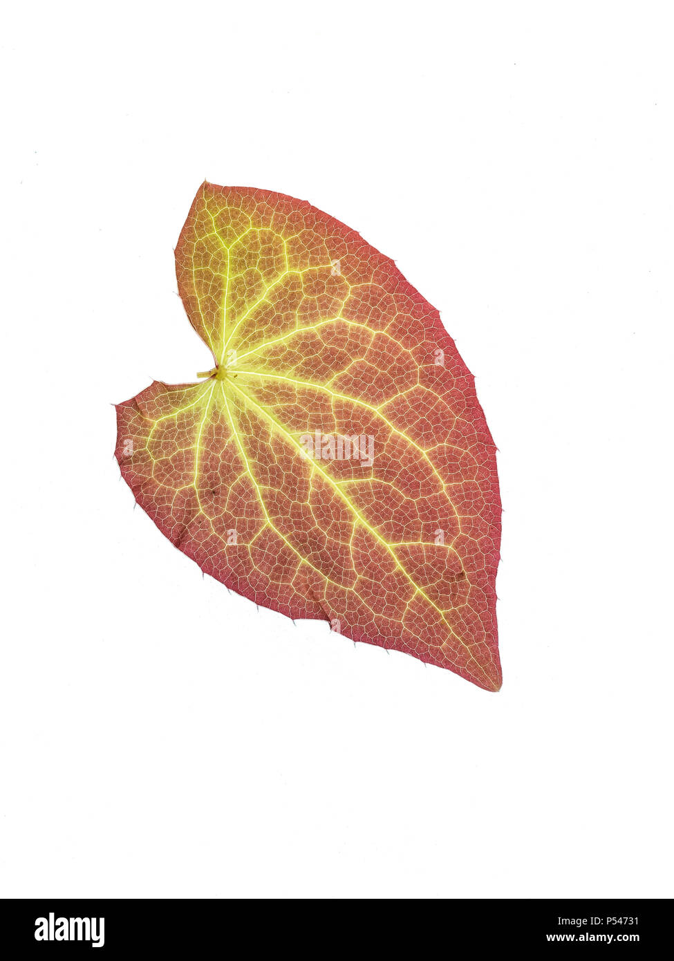 Una chiusura del giovane Epimedium leaf che mostra una colorazione brillante contro uno sfondo bianco Foto Stock