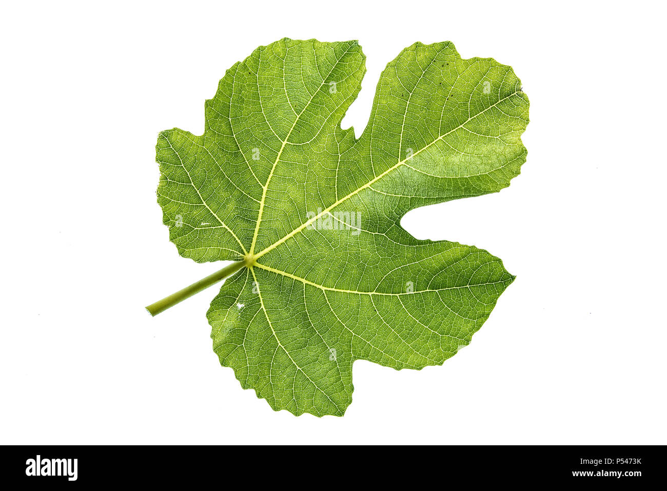 In prossimità di una foglia di fico contro un bianco (tagliare) Contesto Foto Stock