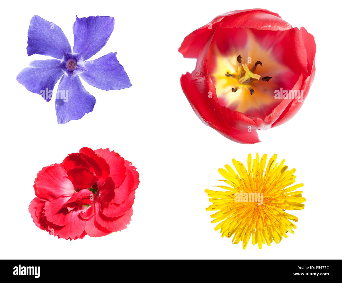 Diversi fiori colorati su sfondo bianco, isolato Foto Stock