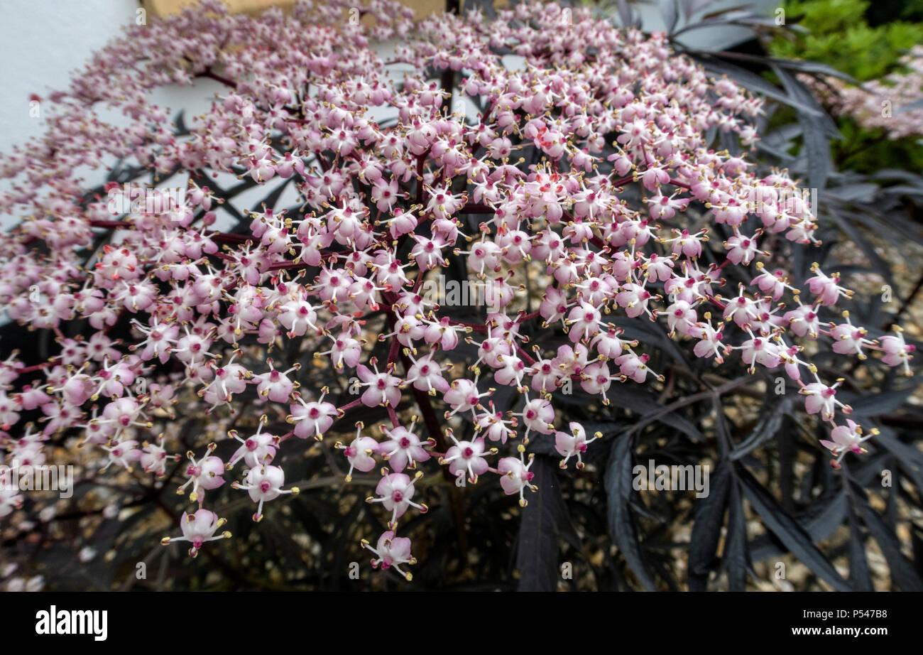 Il sambuco pizzo nero, nero,Elder Sambucus nigra, in fiore in un giardino di Devon. Foto Stock