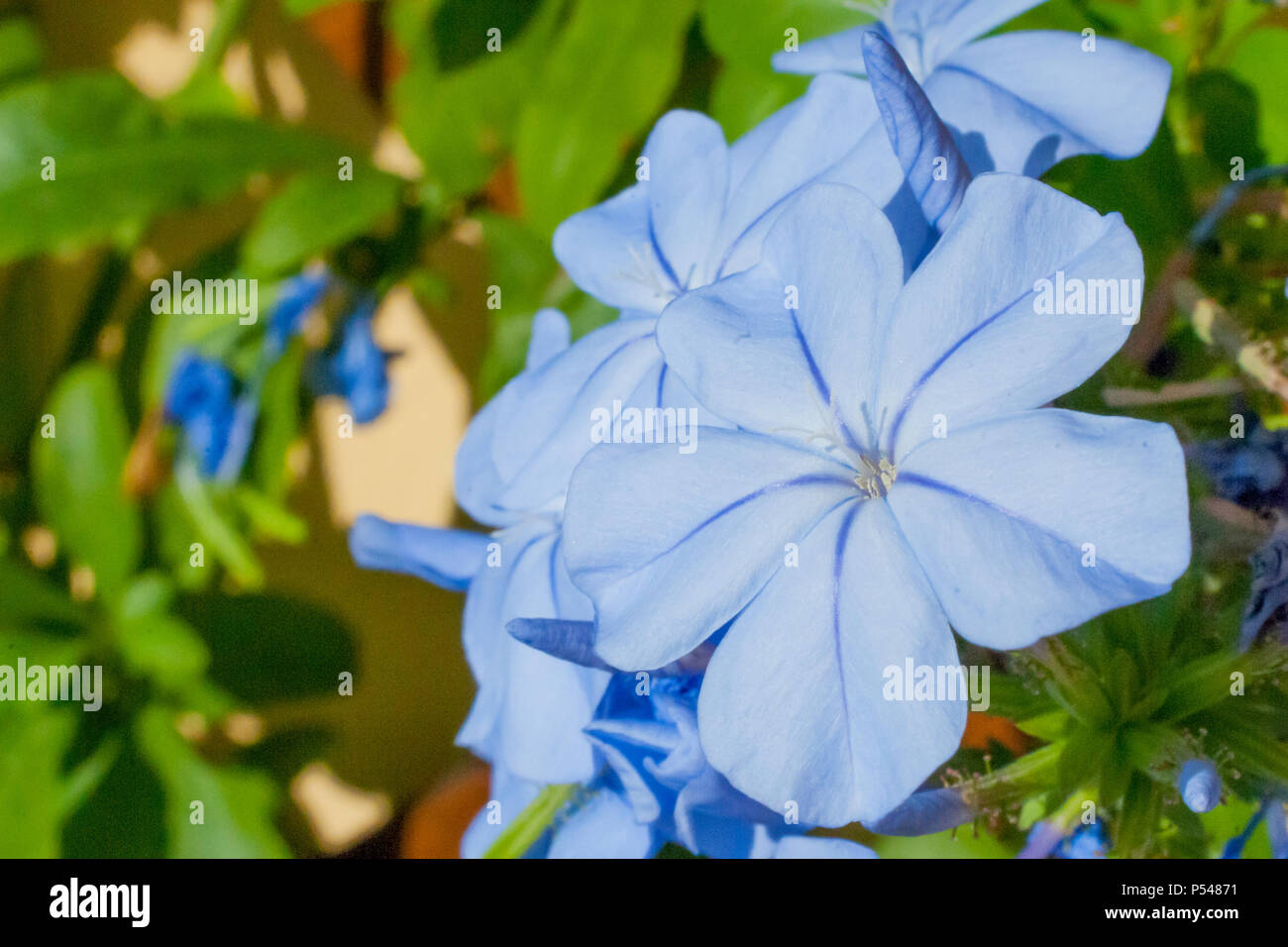 Plumbago blu fiori (Plumbago auriculata) su sfondo verde Foto Stock