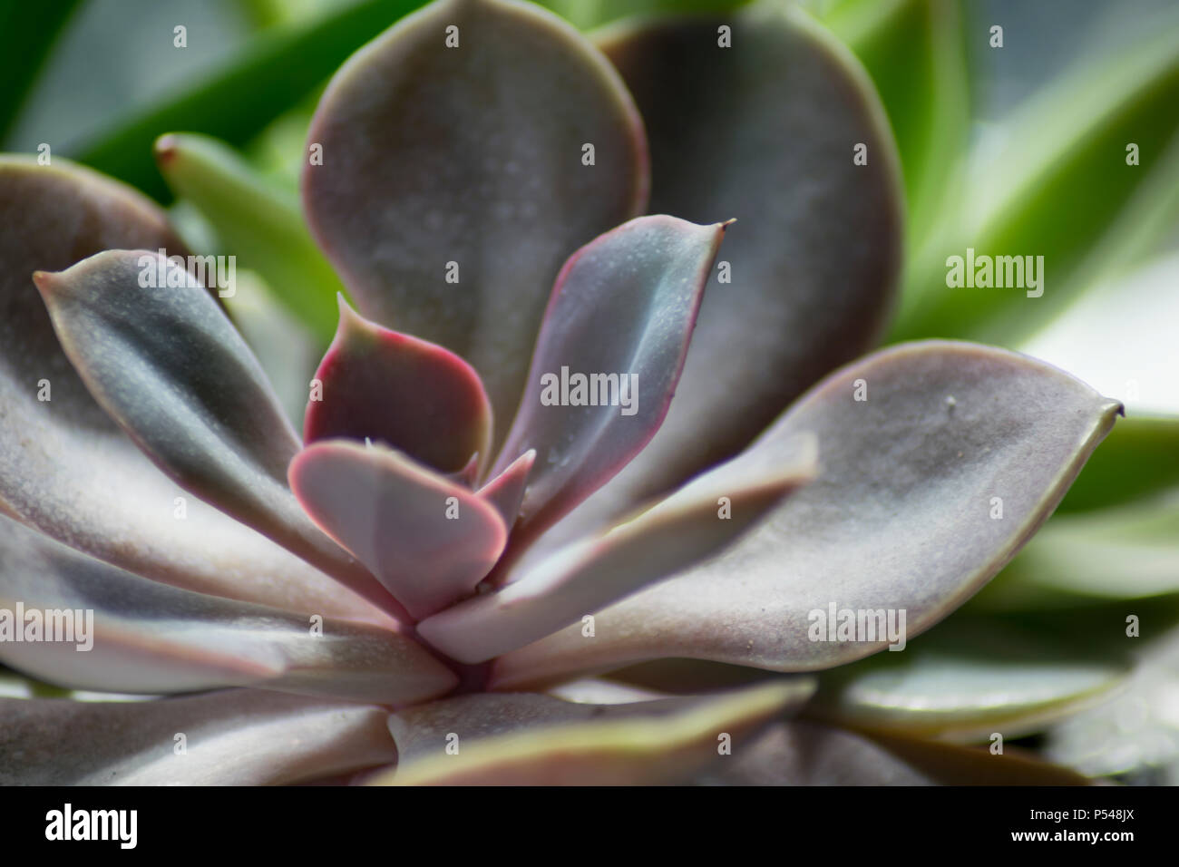 Una macro shot di una bella viola succulenta sulla giornata di sole Foto Stock