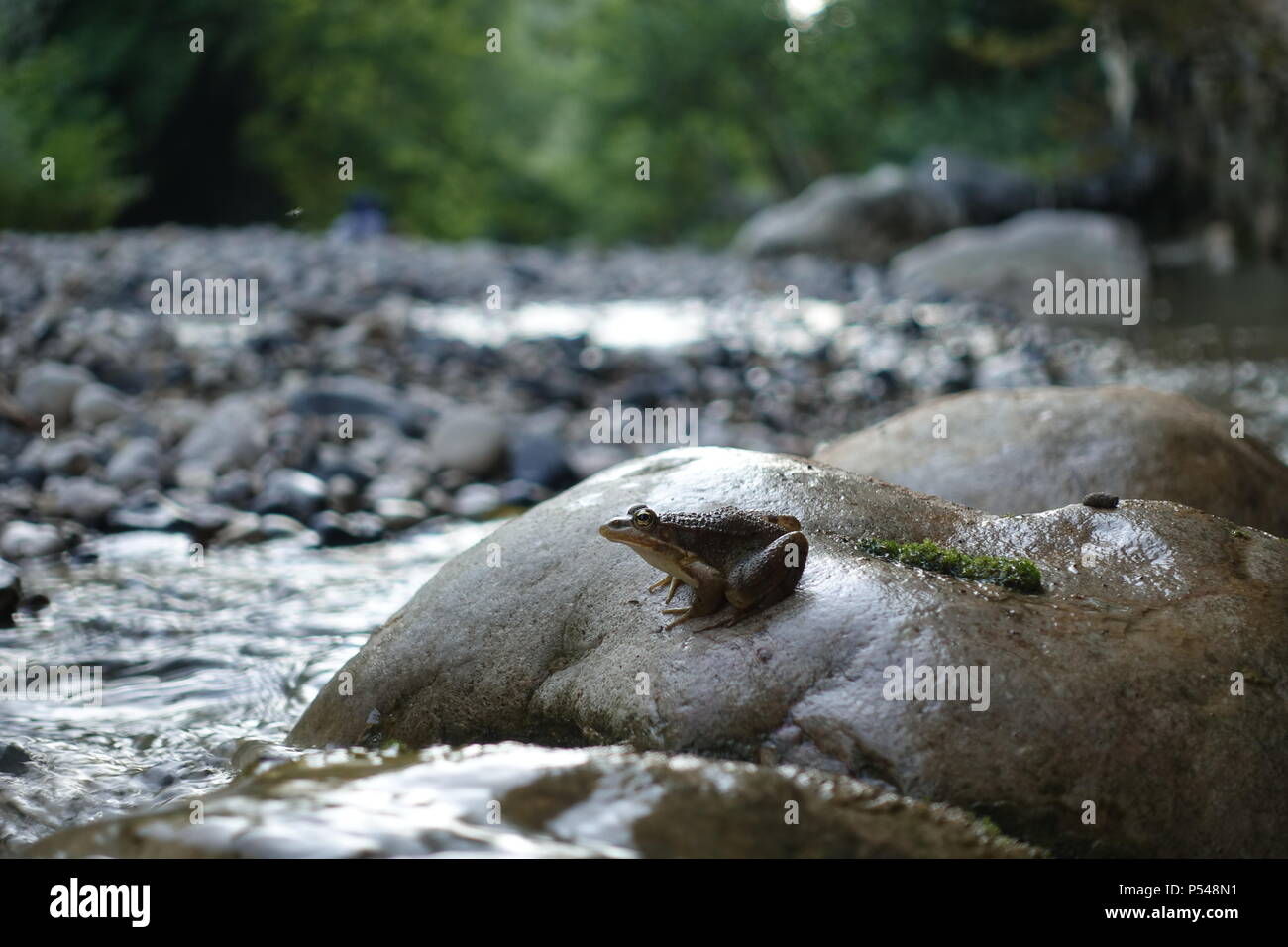 Un po' di acqua seduta di rana dal fiume sulla pietra Foto Stock