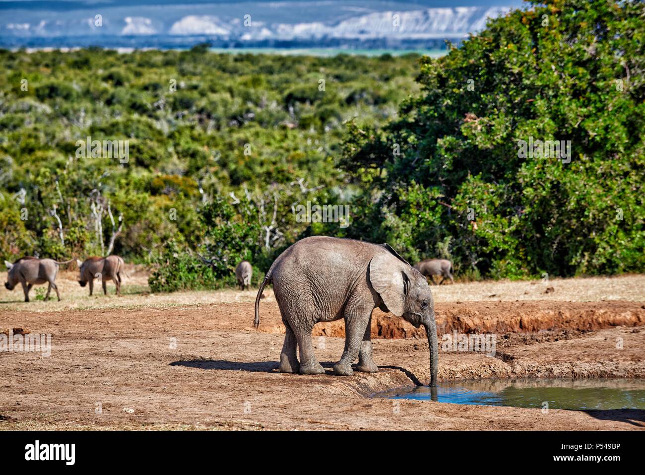 Gli elefanti africani e i maiali della verruca Foto Stock