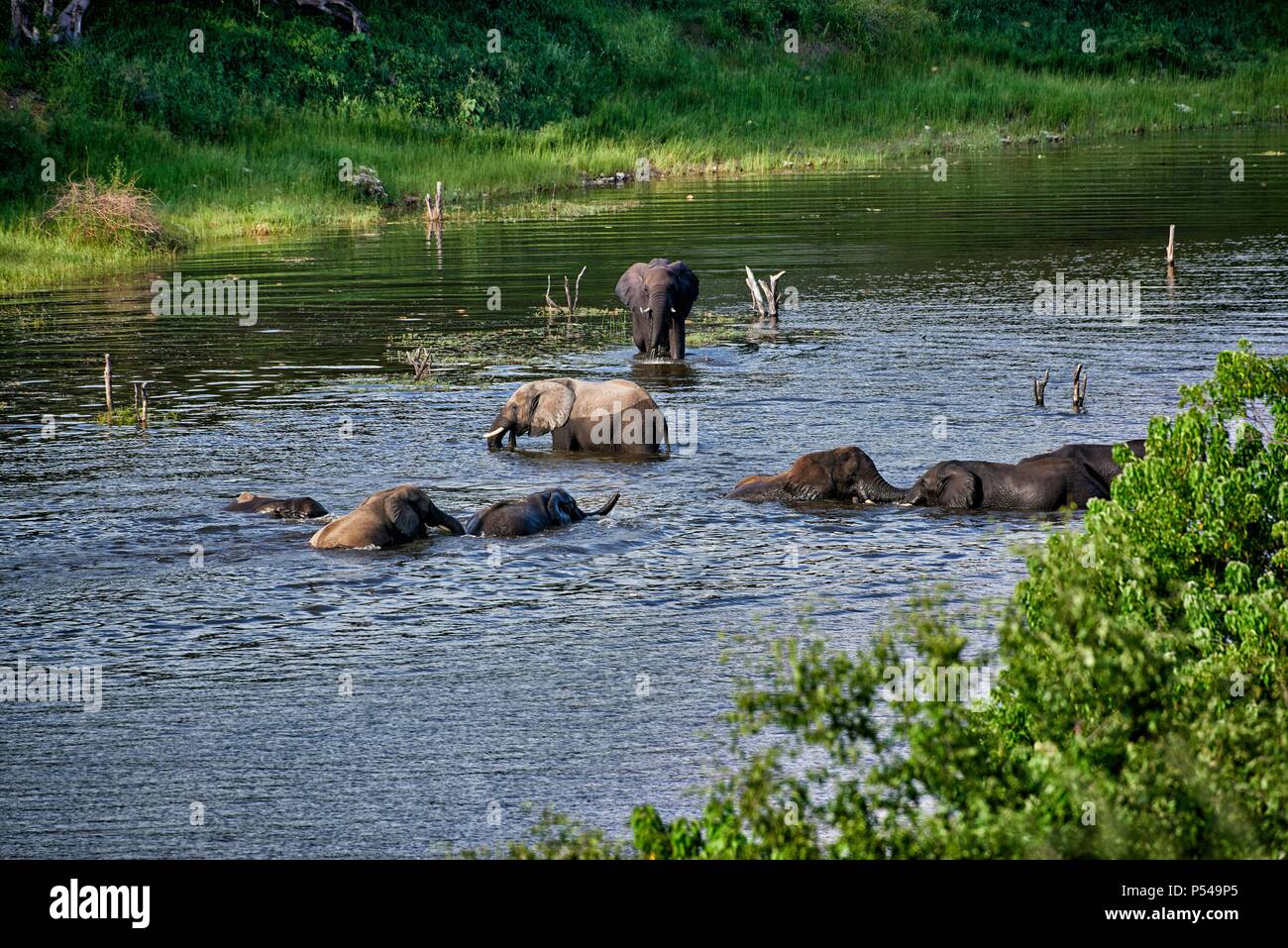 Gli elefanti africani Foto Stock