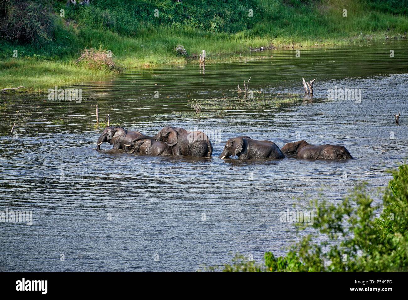 Gli elefanti africani Foto Stock