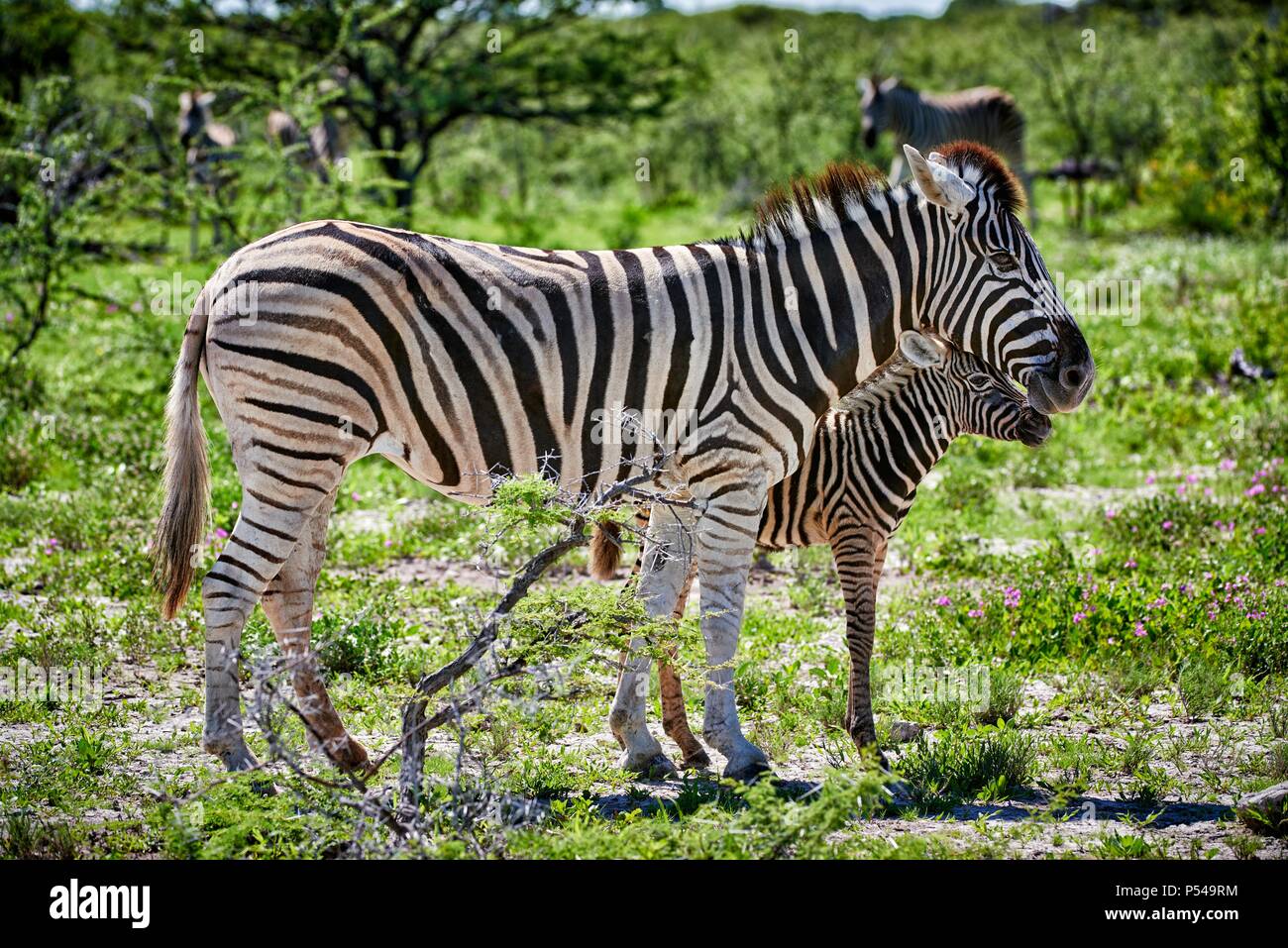 zebre di pianura Foto Stock